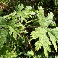 Girardinia diversifolia (Link) Friis